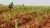 A field of young sugarcane crop