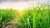BioMates: Bio-Öl für CO₂-ärmeren Verkehr