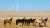 Six horses of different colors standing in a yellow grassy field with wind turbines in the distant background
